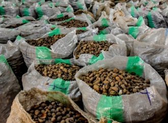 Tinubu Extends Raw Shea Nut Export Ban To 2027