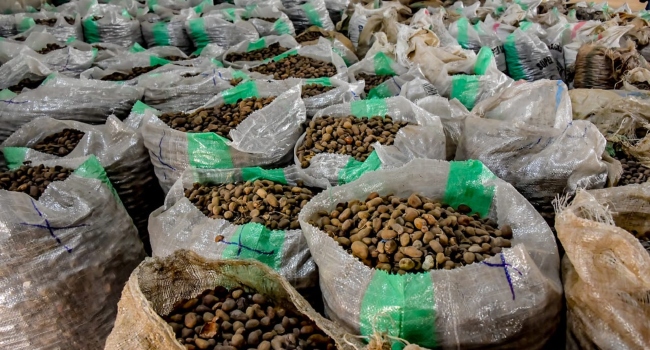 Tinubu Extends Raw Shea Nut Export Ban To 2027