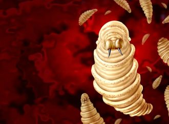 US Confirms More Screwworm Cases As Flesh-Eating Parasite Sparks Livestock Fears