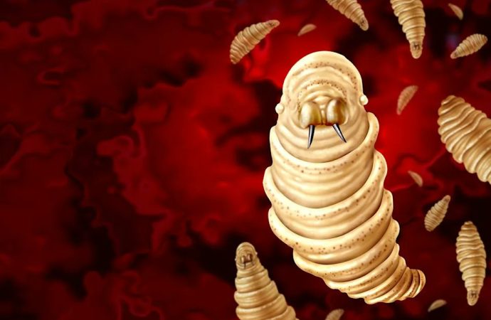 US Confirms More Screwworm Cases As Flesh-Eating Parasite Sparks Livestock Fears